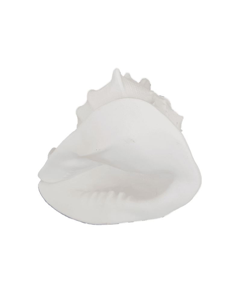 Conch shell XL