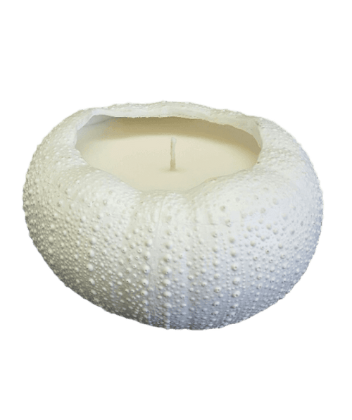 Candle in a shell-like container on a black background